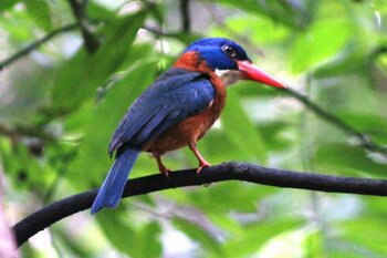 North Sulawesi Green-Backed Kingfisher (Actenoides monachus)