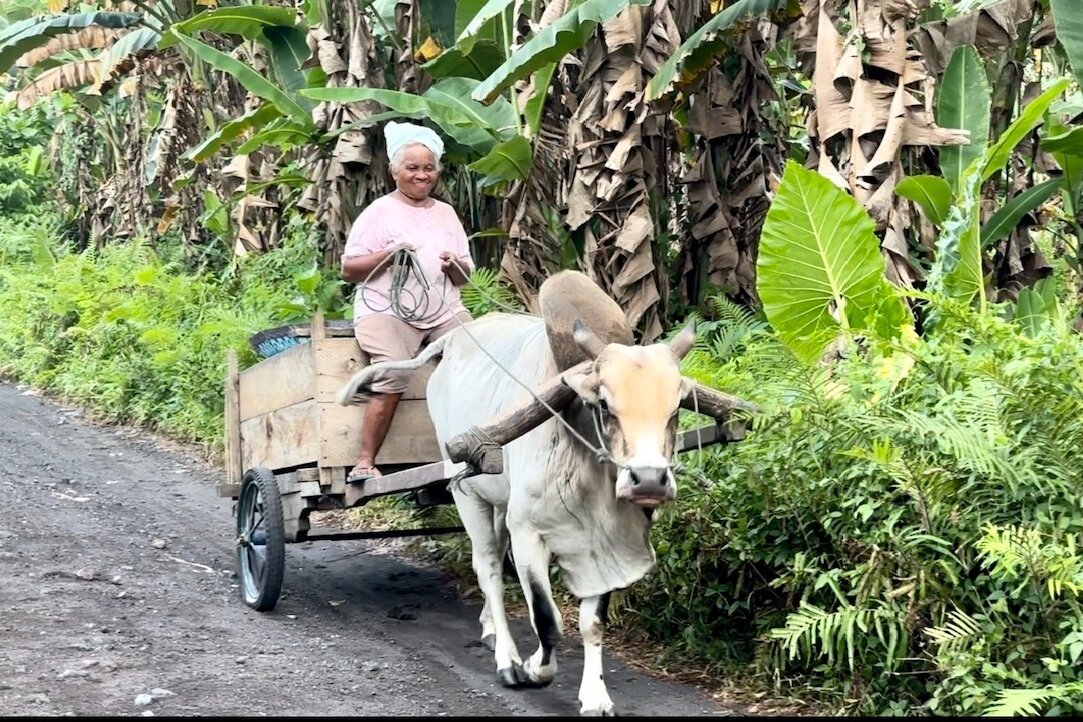 Moluccas island of Halmahera: Old woman on ox cart 