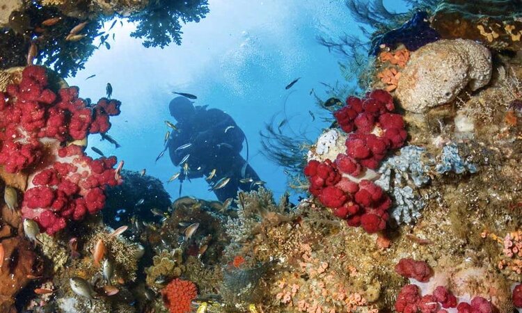 Taucher zwischen Korallen, Tauchgang mit Sali Bay Resort - Molukken