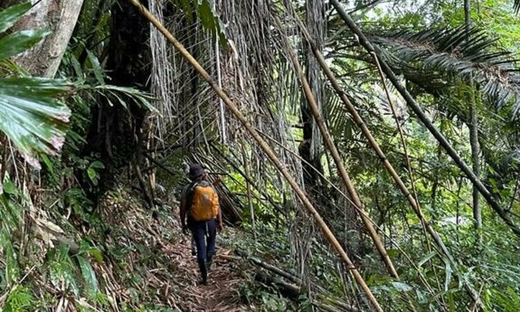 Moluccas: Jungle trekking on Halmahera island