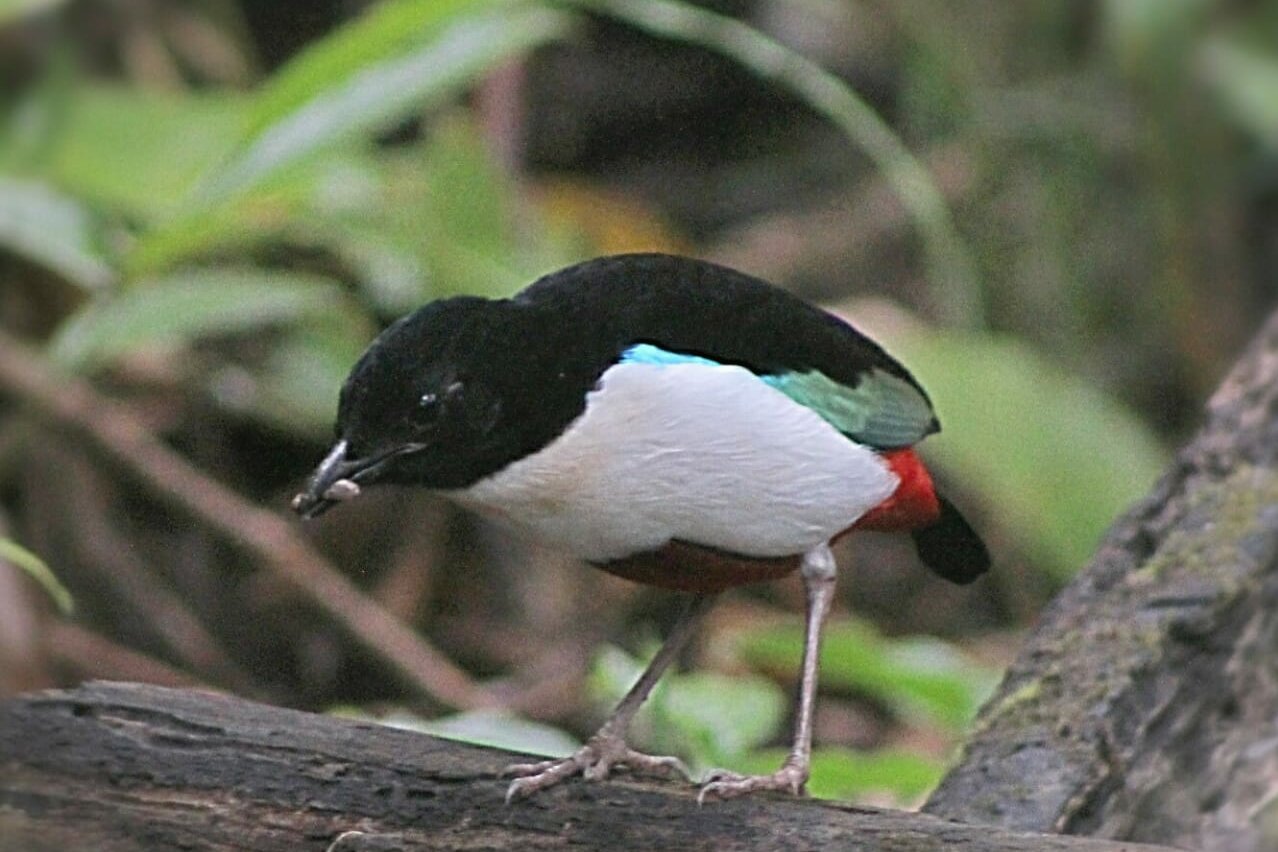 Endemic bird species: Moluccan Ivory Crested Pitta