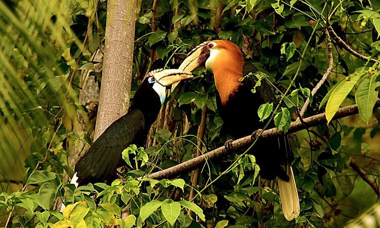 Sali Bay Resort, Molukken: Papua Hornbill im Resort