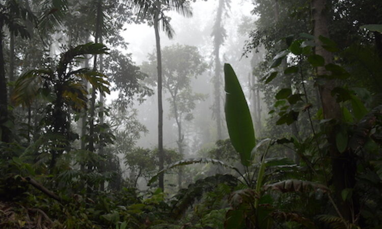 Indonesia, Halmahera island: Jungle around Ibu volcano
