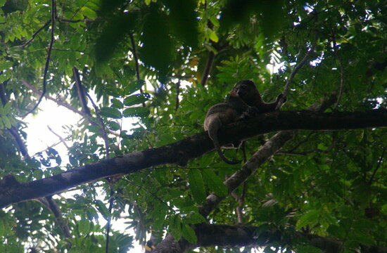 Koboldmaki im Tangkoko Nationalpark auf Sulawesi