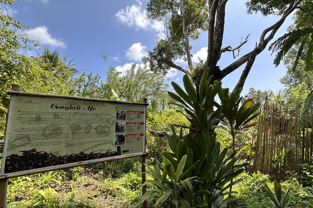 Gewürzinsel Ternate, Indonesien: Cengkeh Afo, der älteste Nelkenbaum der Welt
