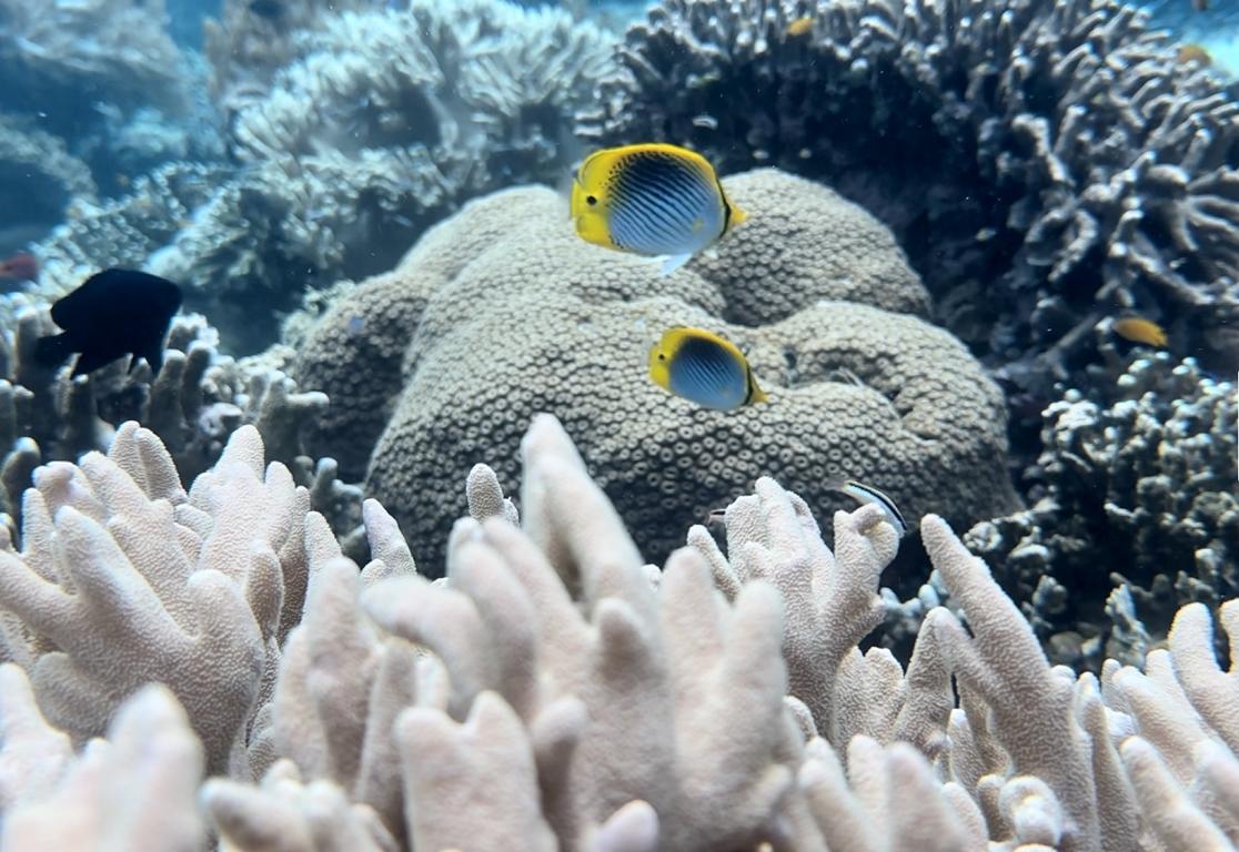 Indonesien, Molukken: Unterwasserwelt um Morotai