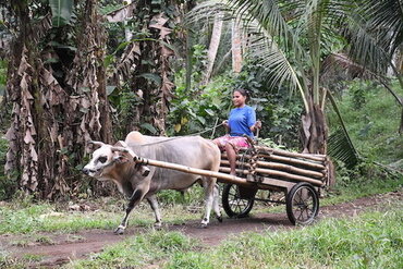 Molukkeninsel Halmahera: Dorfbewohnerin auf Ochsenkarren