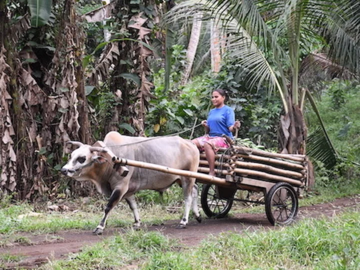 Moluccan island of Halmahera: Villager on ox cart
