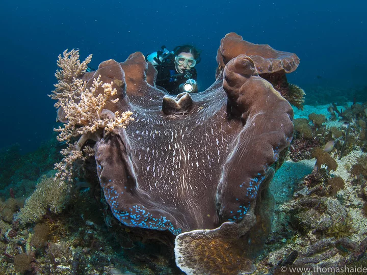 Raja Ampat: Giant Clam