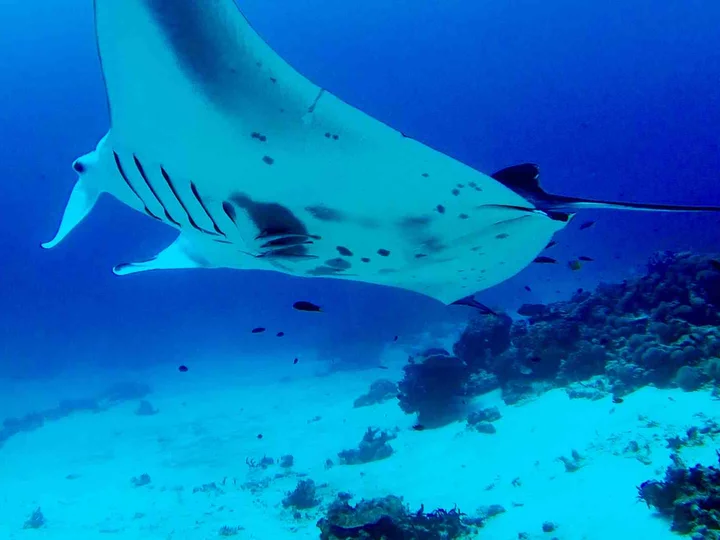  Cove Eco Resort, Raja Ampat: Manta near Yeben Island