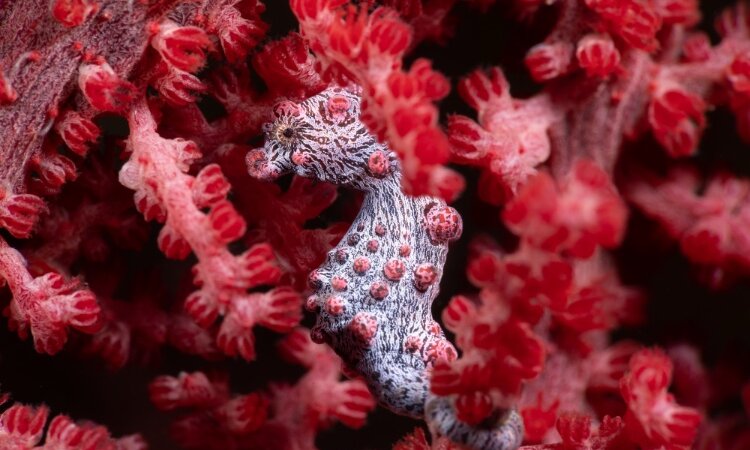 Murex Resort Bangka: Pygmy Seahorse