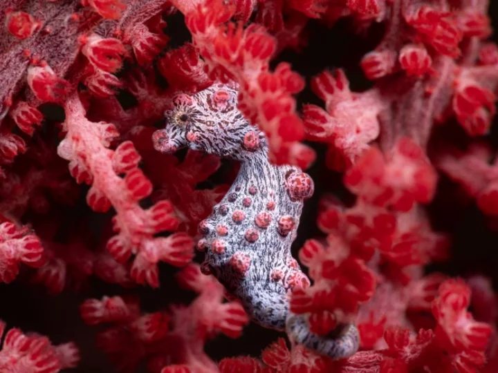 Murex Resort Bangka: Pygmy Seahorse