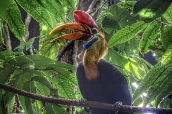 Sulawesi Helmhornvogel I Sulawesi Knobbed Hornbill (Rhyticeros cassidix)