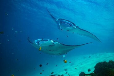 Between Komodo and Flores: Manta Point