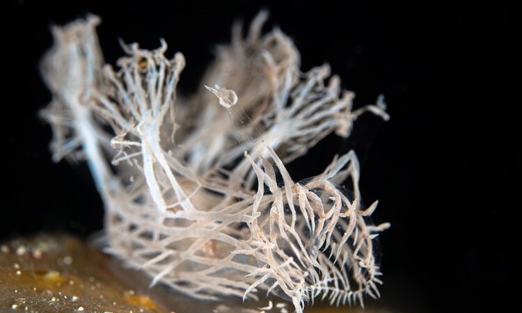  Sulawesi: Sea Souls Resort - Rare white nudibranch