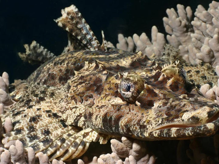 Diving experience with grey-brown fish, Gangga Island Resort & Spa