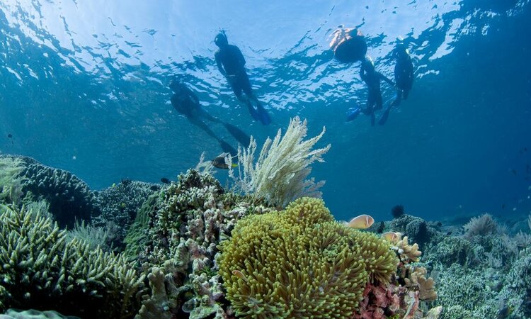  Sulawesi, Siladen Resort & Spa: Snorkeling excursion
