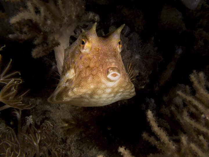 Macro-Taucherfahrung: Kugelfisch, Coral Eye Resort Bangka