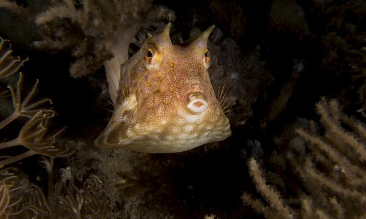 Macro Diving Experience: Pufferfish, Coral Eye Resort Bangka