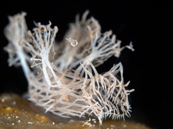  Sulawesi: Sea Souls Resort - Rare white nudibranch