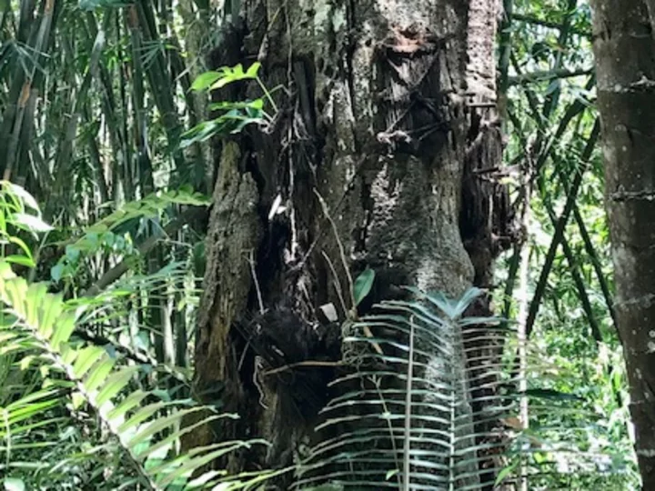  Sulawesi: Toraja baby graves