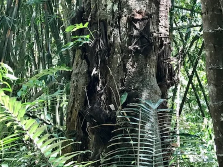 Sulawesi: Toraja Babygräber