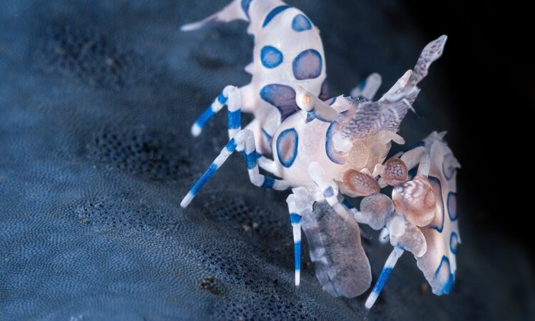Harlequin Shrimp - Murex Resort Bangka