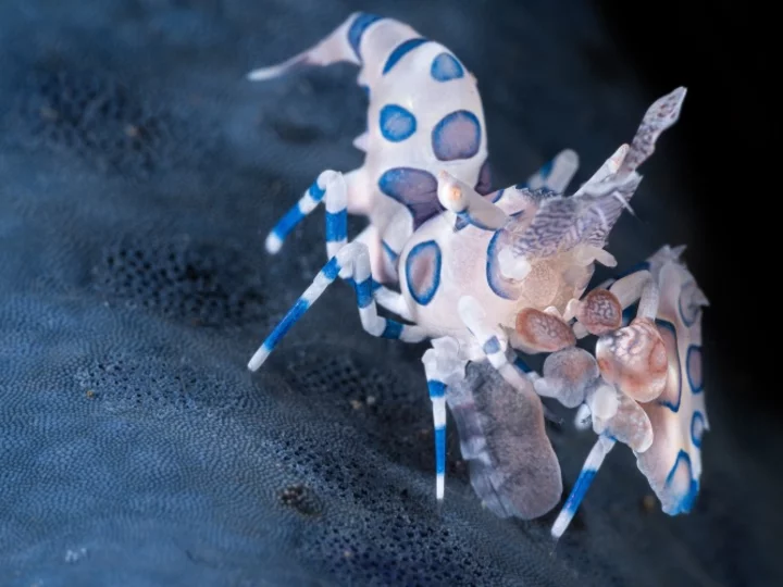 Harlequin Shrimp - Murex Resort Bangka