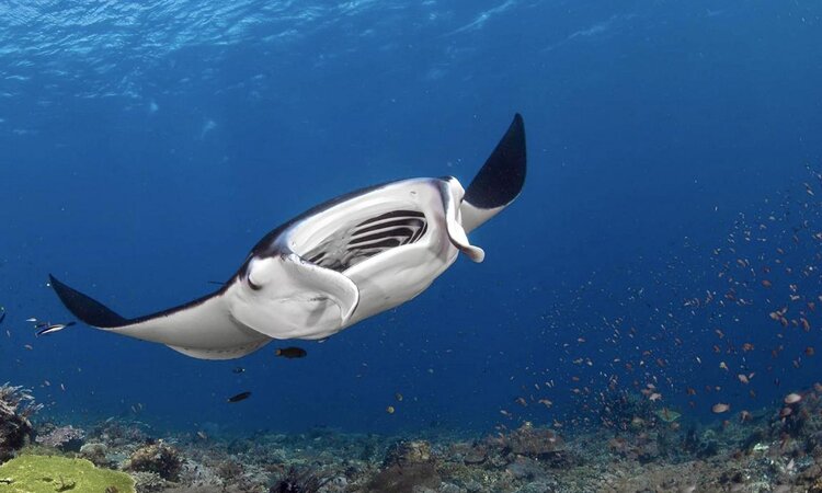 East Sumbawa, Kalimaya Dive Resort: Dive with Manta Rays