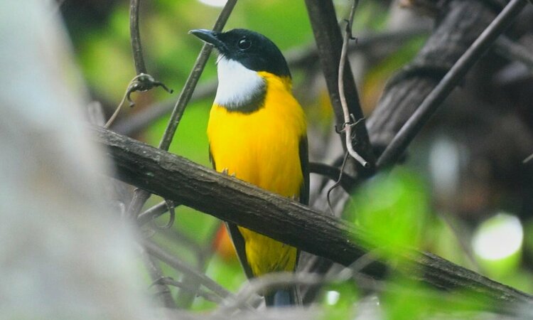  Moluccan Whistler (Pachycephala macrorhyncha)
