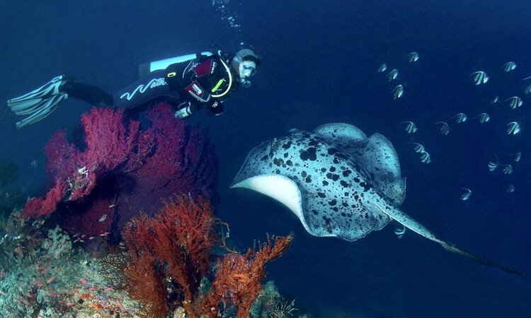 Sulawesi, Selayar Dive Resort: Diver at coral reef with ray fish
