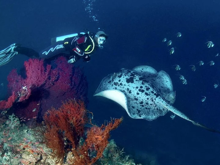 Sulawesi, Selayar Dive Resort: Diver at coral reef with ray fish