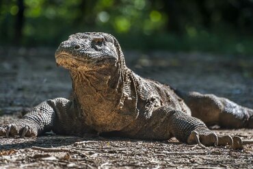 Komodo Waran auf einer der Inseln im indonesischen Komodo Nationalpark