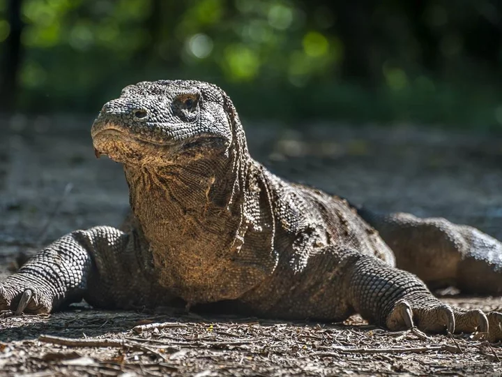 Komodo Dragon on one of the islands in Indonesian Komodo National Park