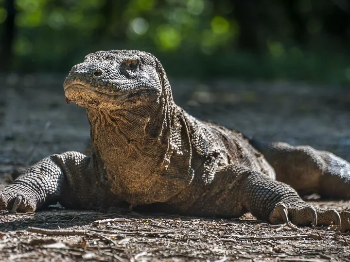 Komodo Waran auf einer der Inseln im indonesischen Komodo Nationalpark