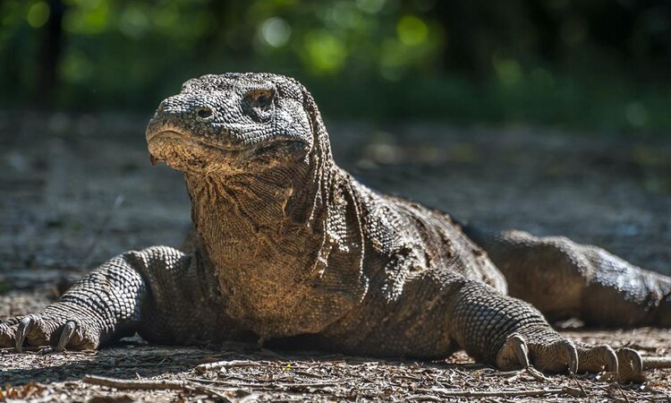 Komodo Dragon on one of the islands in Indonesian Komodo National Park