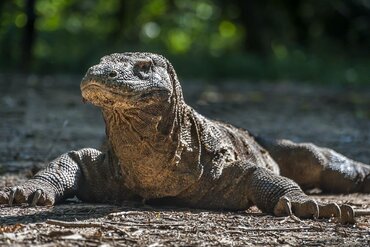 Komodo Dragon on one of the islands in Indonesian Komodo National Park