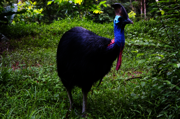 Cassowary - Seram Island, Central Moluccas, Indonesia