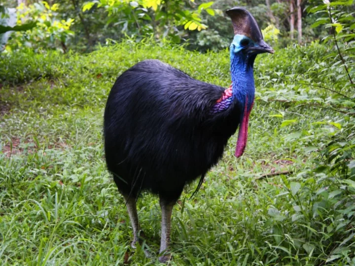 Cassowary - Seram Island, Central Moluccas, Indonesia