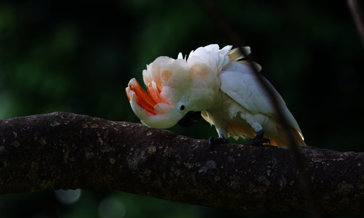Cockatoo, Central Moluccas - Seram Island, Indonesia