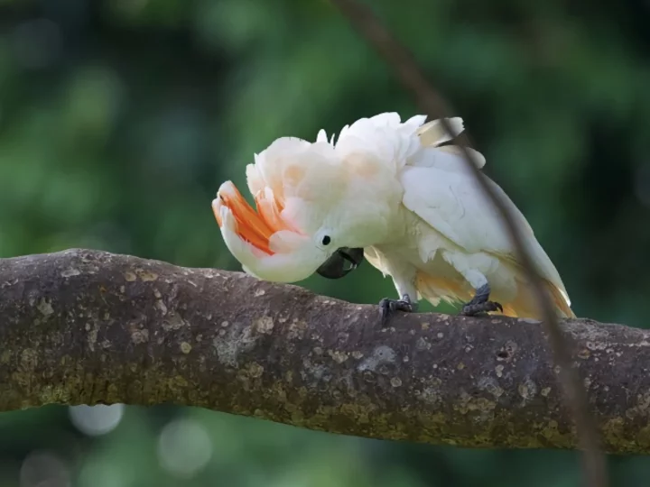 Cockatoo, Central Moluccas - Seram Island, Indonesia