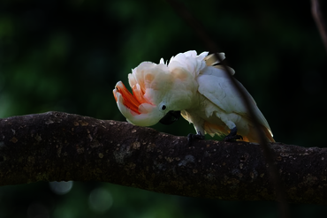 Cockatoo, Central Moluccas - Seram Island, Indonesia