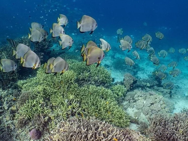 Komodo National Park, Komodo Resort: Batfish on the house reef