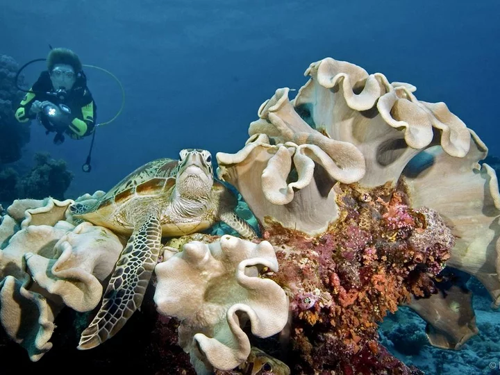 Selayar Dive Resort, Sulawesi: Diver next to hard corals with sea turtle