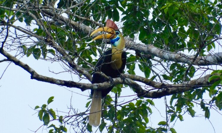 Sulawesi Knobbed Hornbill im Tangkoko Nationalpark