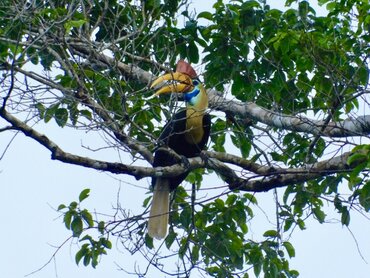 Sulawesi Knobbed Hornbill in Tangkoko National Park
