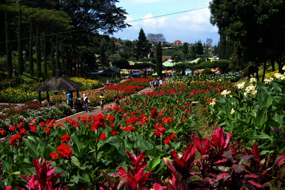 Sulawesi: Flowerbeds in Tomohon, the town of the annual flower festival