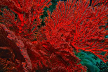 Indonesien, Korallendreieck: Rote Koralle I Indonesia, Coral Triangle: Red coral