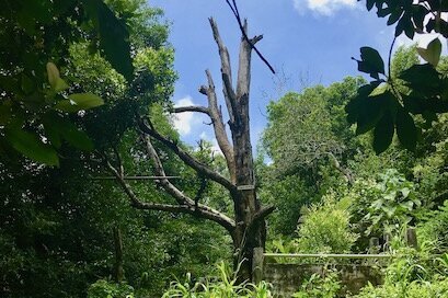 Cengkeh Afo Ternate, der älteste Nelkenbaum der Welt