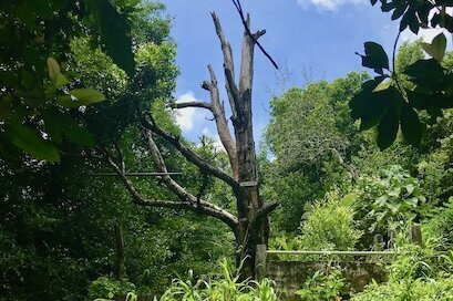 Cengkeh Afo Ternate, the world's oldest clove tree